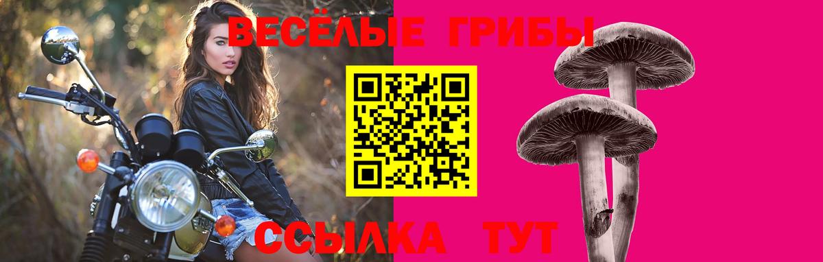 Ипатово  Галлюциногенные грибы Psilocybine cubensis  Вход с VPN 